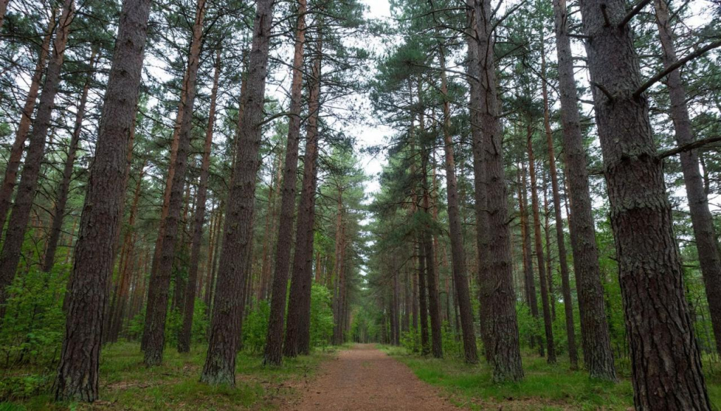 Реликтовый Бор в Челябинске Сосновый Бор